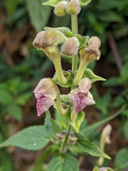 Scutellaria scandens