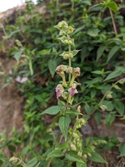 Scutellaria scandens