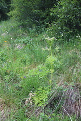 Agasyllis latifolia