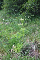 Agasyllis latifolia