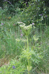 Agasyllis latifolia