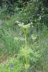Agasyllis latifolia