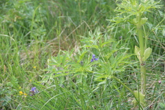 Agasyllis latifolia