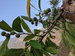 Ficus subincisa