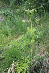 Agasyllis latifolia
