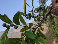 Ficus subincisa