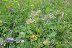 Agasyllis latifolia
