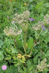 Agasyllis latifolia
