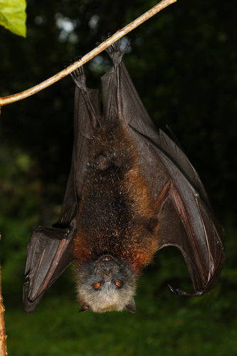 Rennell Flying-fox (Pteropus rennelli) — Endangered Mammalia