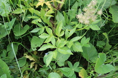 Agasyllis latifolia