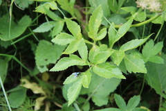 Agasyllis latifolia