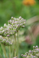 Agasyllis latifolia
