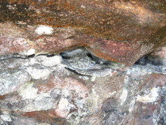 Santa Barbara Treefrog photo 5