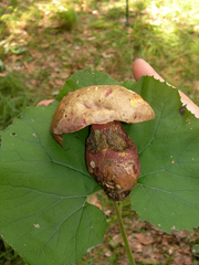 Rubroboletus rubrosanguineus