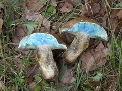 Rubroboletus rubrosanguineus