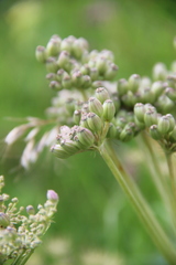 Agasyllis latifolia