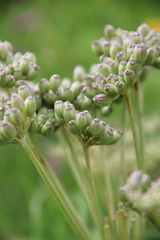 Agasyllis latifolia