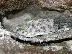 Santa Barbara Treefrog photo 4