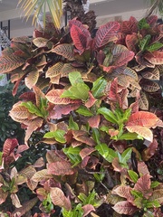 Codiaeum variegatum
