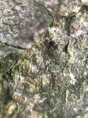 Entomobrya albocincta