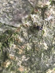 Entomobrya albocincta