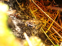 Leptodactylus furnarius