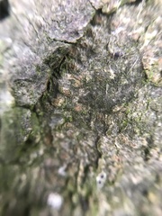 Entomobrya albocincta