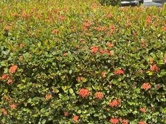 Ixora coccinea
