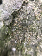 Entomobrya albocincta