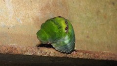 Papilio hesperus hesperus