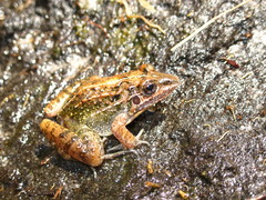 Leptodactylus furnarius