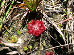 Drosera tomentosa
