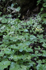 Pimpinella tripartita