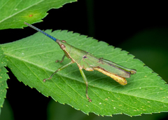 Tagasta marginella