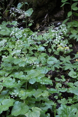 Pimpinella tripartita