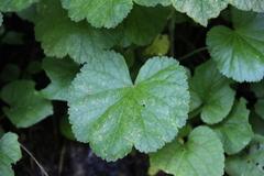 Pimpinella tripartita