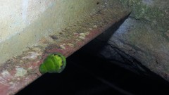 Papilio hesperus hesperus