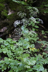 Pimpinella tripartita