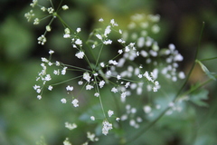 Pimpinella tripartita