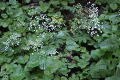 Pimpinella tripartita