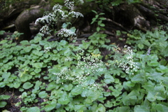 Pimpinella tripartita