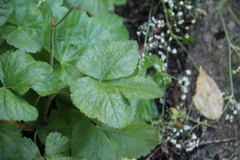 Pimpinella tripartita