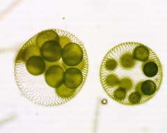 Volvox aureus