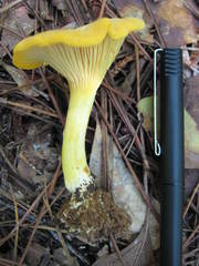 Cantharellus altipes