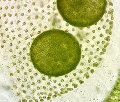 Volvox aureus