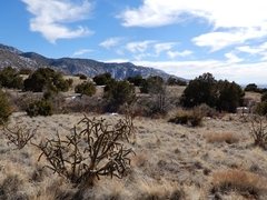 Oreoscoptes montanus