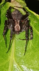Pararaneus perforatus