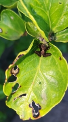 Pararaneus perforatus