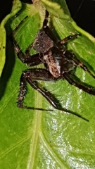 Pararaneus perforatus