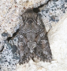 Lacinipolia teligera